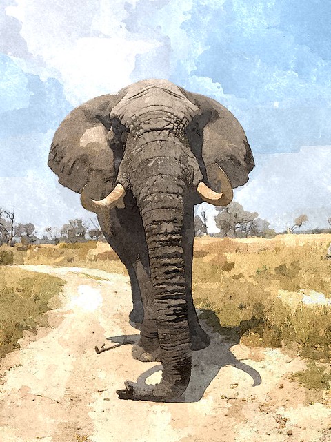 Elephant Encounter - painted version