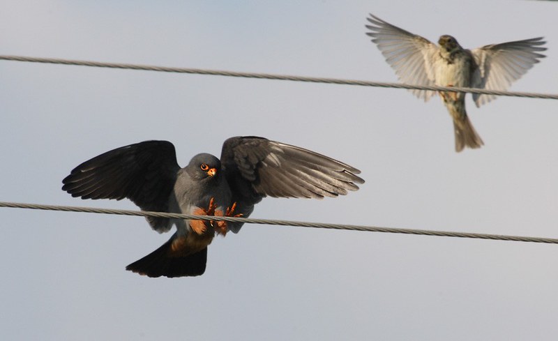 Falco vespertinus | Red-footed Falcon | aftonfalk
