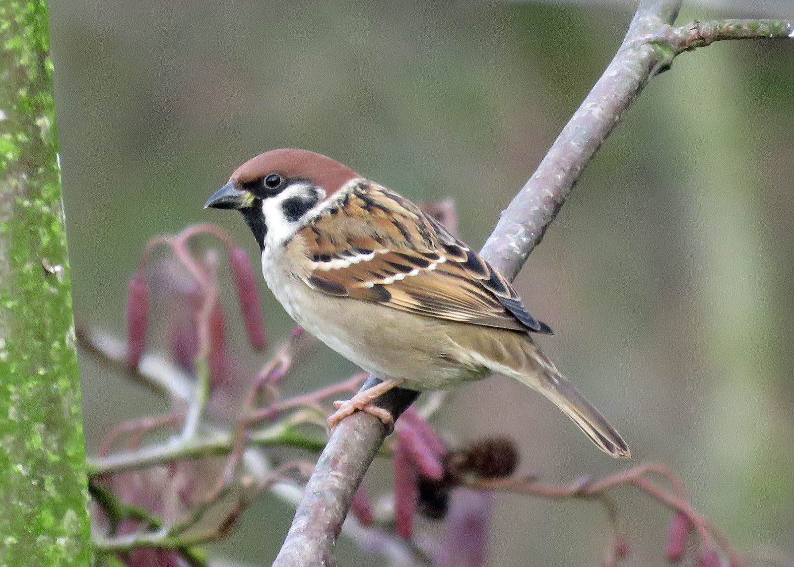 Tree Sparrow - Passer montanus