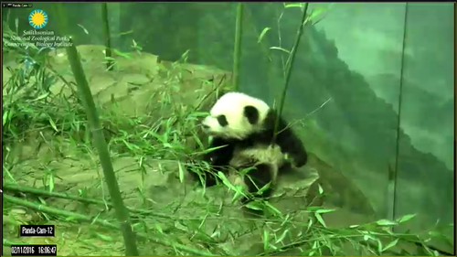 Attribution: Smithsonian's National Zoo | by helenwoo555
