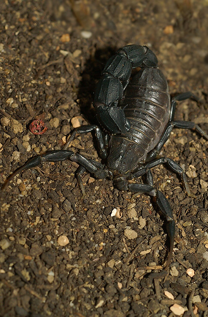 Androctonus bicolor - Black fat tailed scorpion