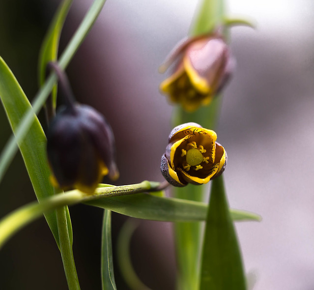 Fritillaria - Uva Vulpis (Assyriaca) - Snakehead Lily