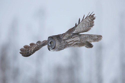 Great Gray Owl | by Michael Loyd 1