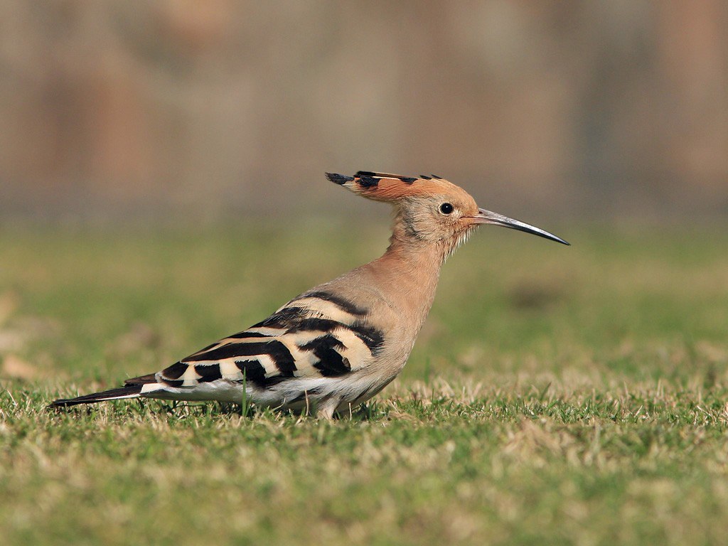 Upupa epops | Common Hoopoe | härfågel
