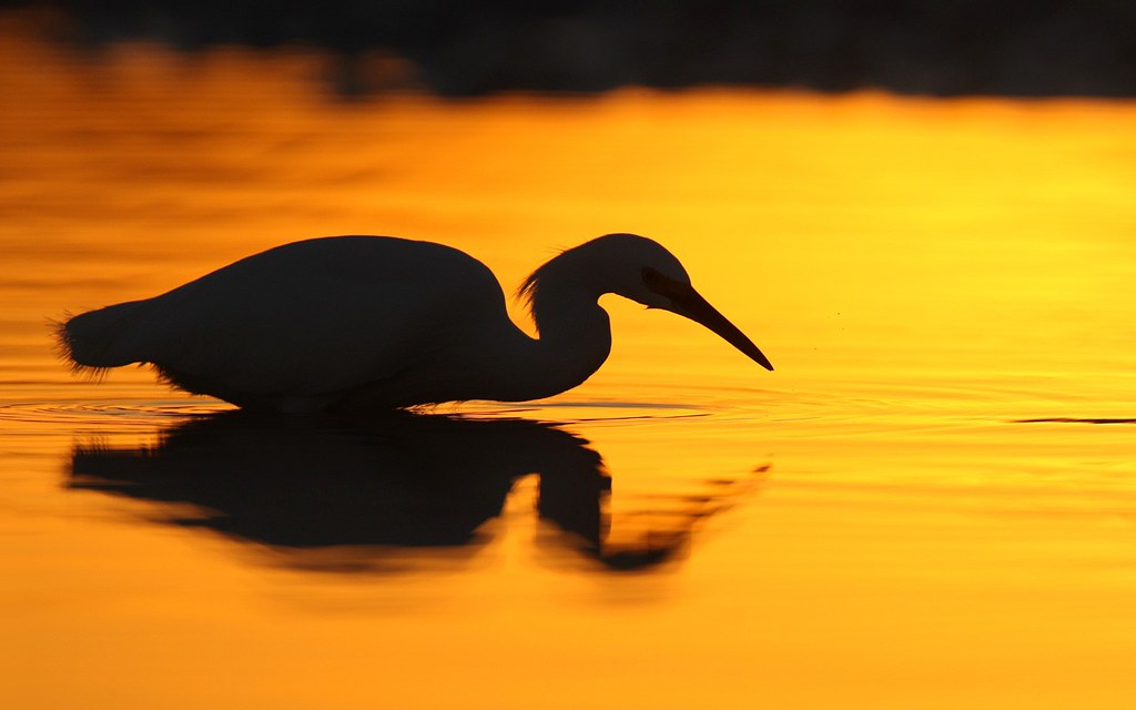 Egretta thula | Snowy Egret | snöhäger