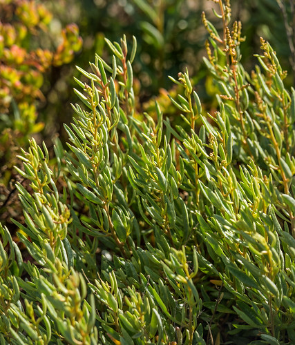 foxcreek laurabayconservationreserve eyrepeninsula southaustralia plant succulent russellscottimages