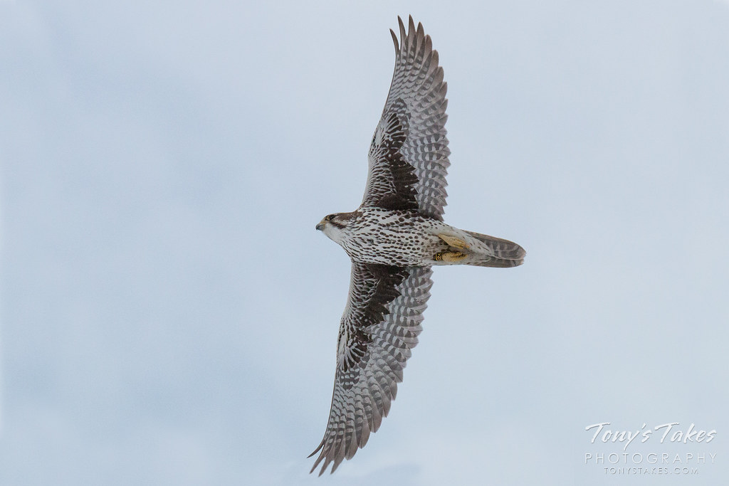 Prairie Falcon spreads its wings