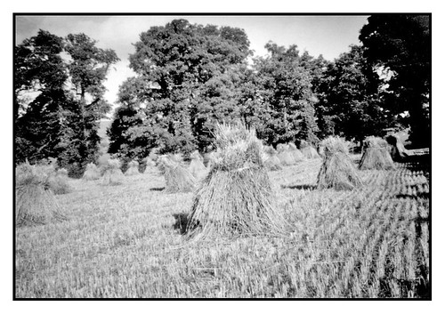 ireland barley wheat harvest stooks