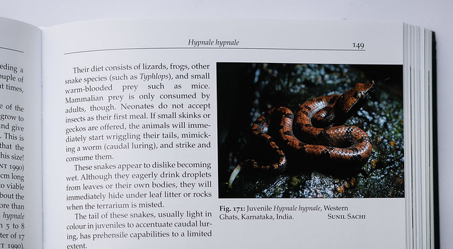 Hump Nosed pit Viper (Hypnale Hypnale ) shot in Ombattu Gudda ( nine hills) Trek, Sakleshpur , Karnataka | India