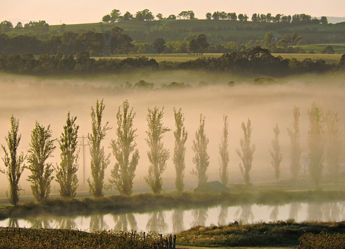 morning trees mist nature water misty fog rural reflections dawn countryside vines nikon earlymorning australia hills vineyards nsw coolpix pinetrees huntervalley dams pokolbin p600 coth5