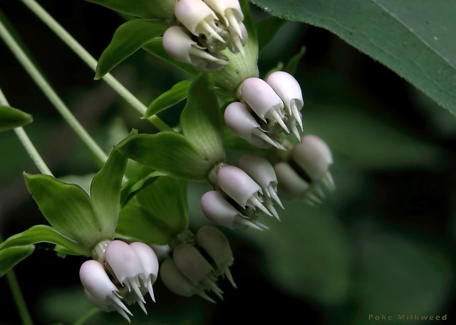 Poke Milkweed - Asclepias exaltata  -  Apocynaceae: Dogbane family