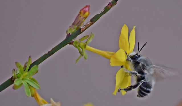 Digger Bee On Forsythia