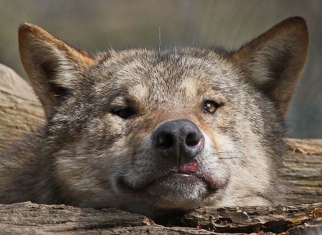 Cute Wolf