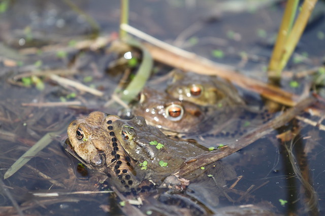 Common Toads - Amplexus - Epping Forest