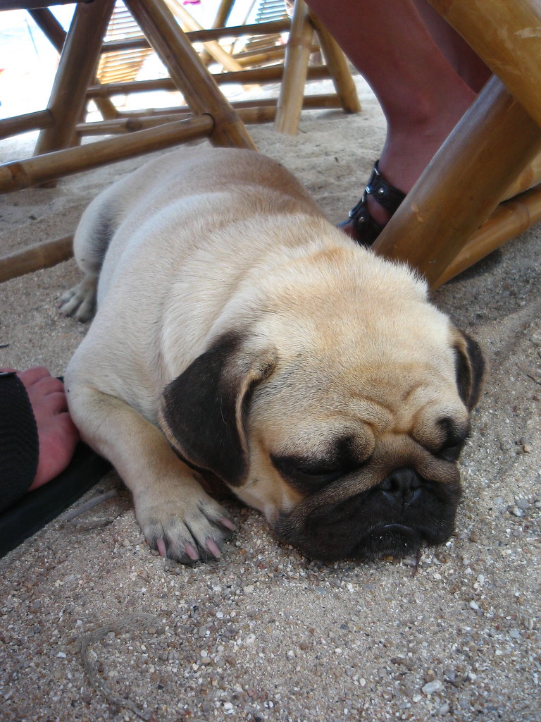 Pug Buddy