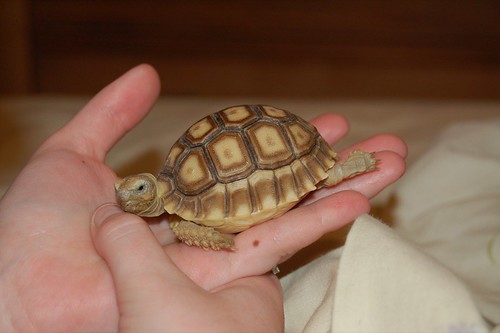 Tucker Stretched out in Melissas Hand | Tucker is my wifes b… | Flickr