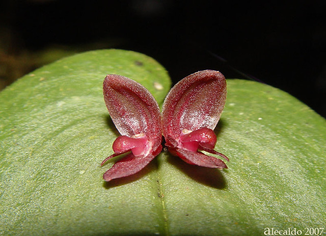 Acronia sp. | In situ: 1800 m. Cordillera occidental. Dagua.… | Flickr