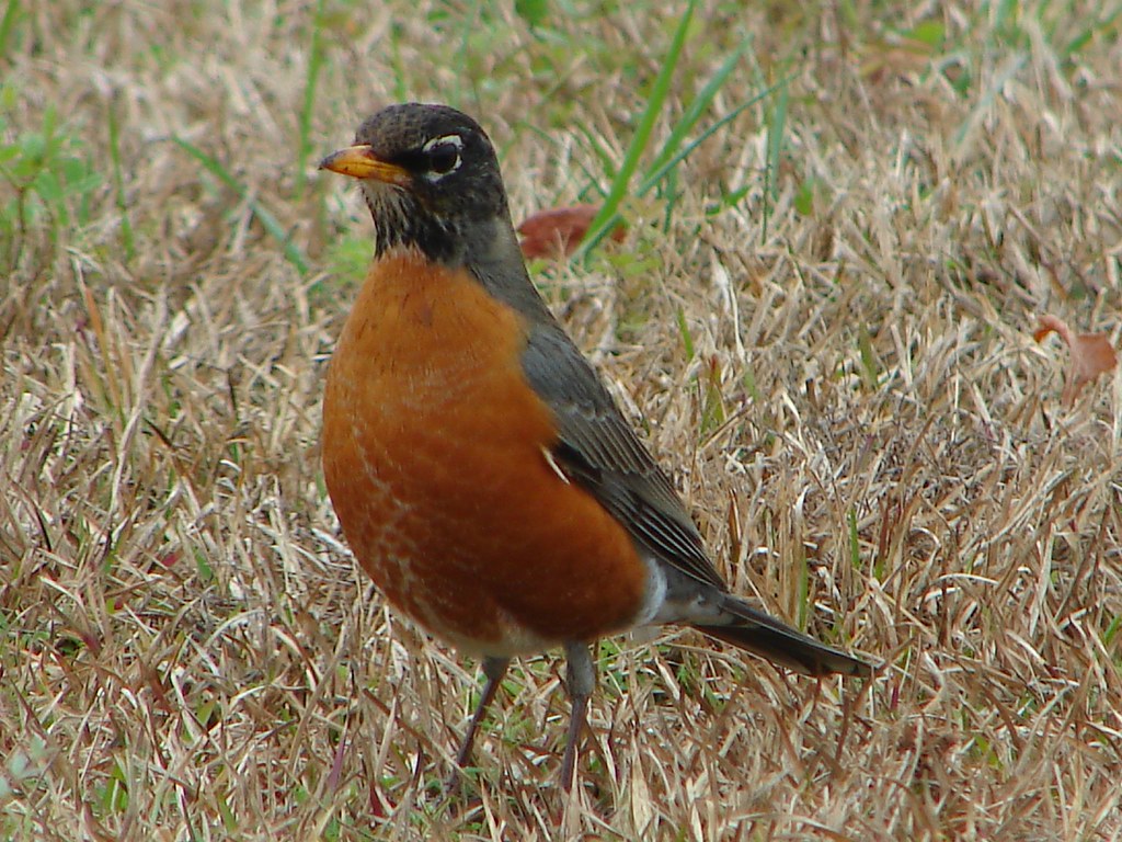 Black Robin Rocking Rockin' Robin... | He rocks in the treetops all the day long… | Flickr