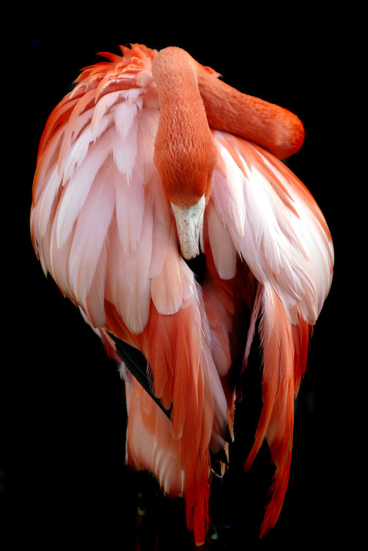 Riverbanks flamingo