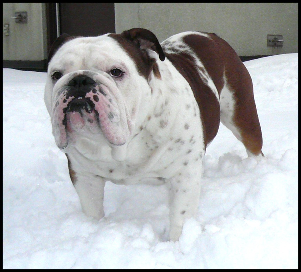 Bulldog Sebastian