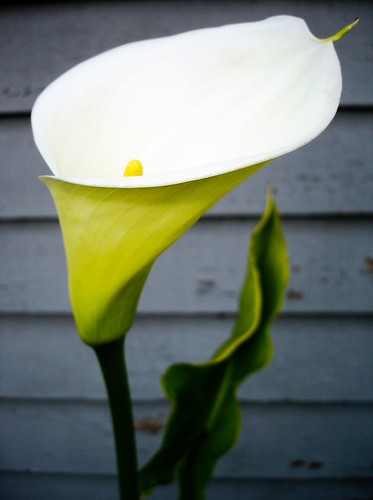 calla lily profile | by jimmyd8466