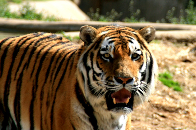 Siberian Tiger 2