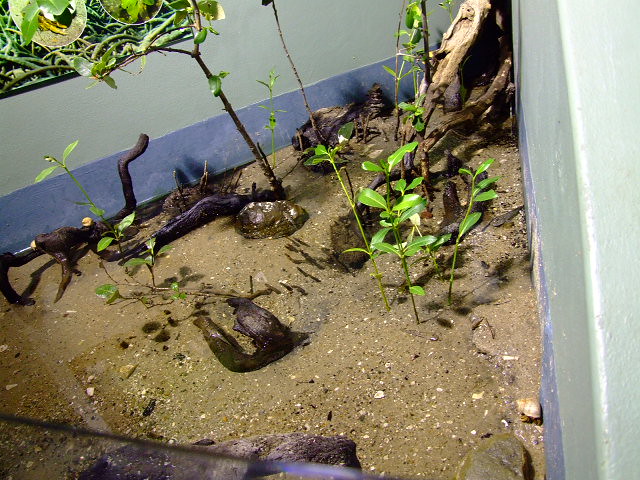 Land Hermit Crabs in Mangrove environment at Sydney Aquarium, Darling Harbour