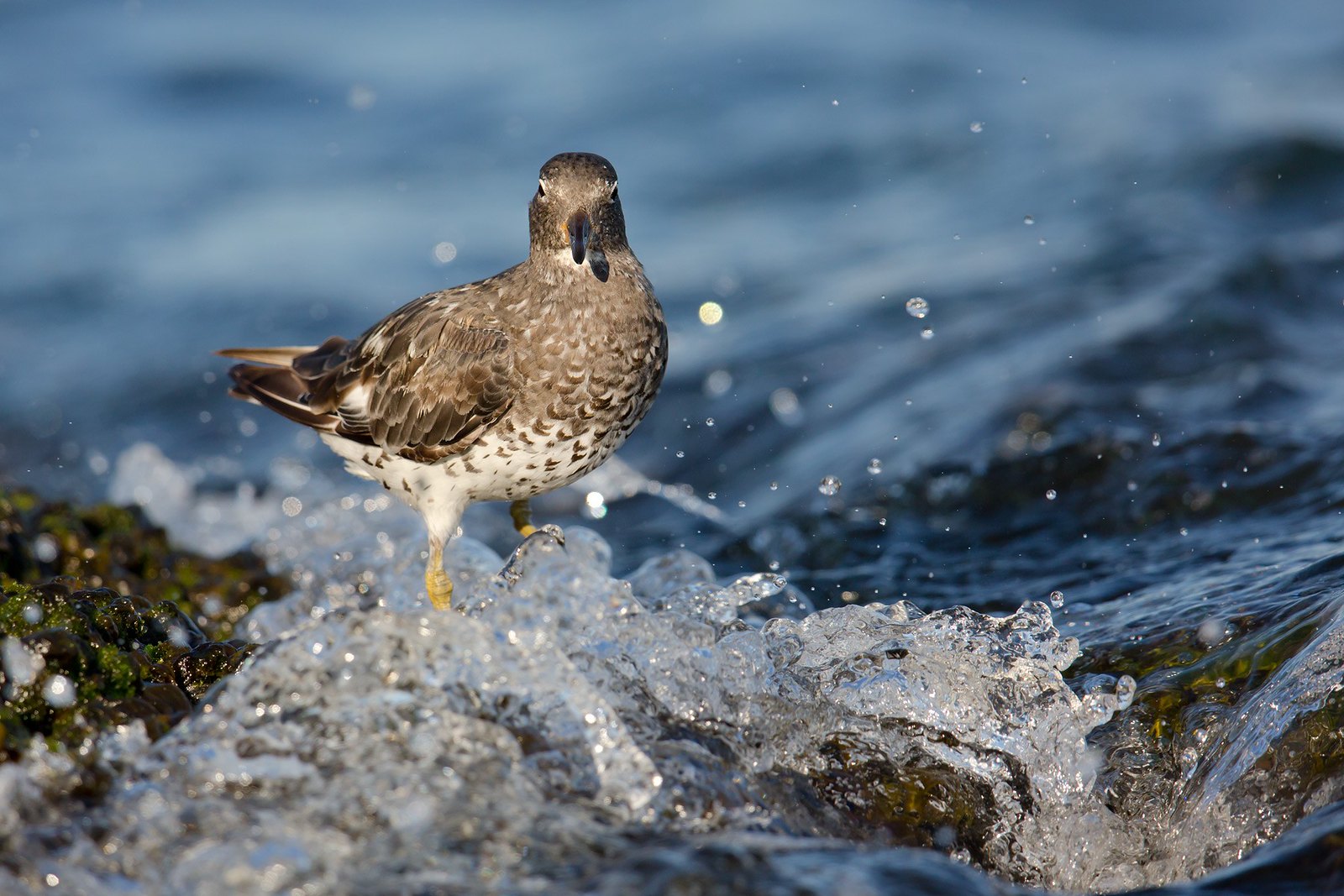 Calidris virgata | Surfbird | bränningssnäppa