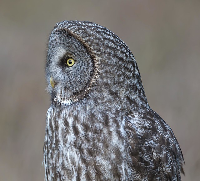 superb owl sunday!