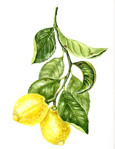 lemon tree | Debbie | Flickr