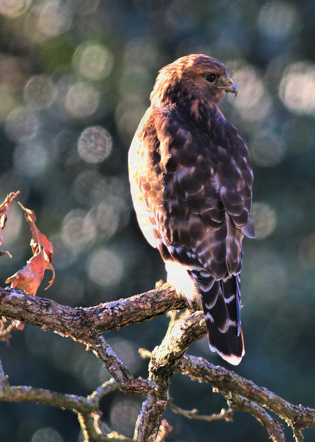 Red shoulder hawk portrait