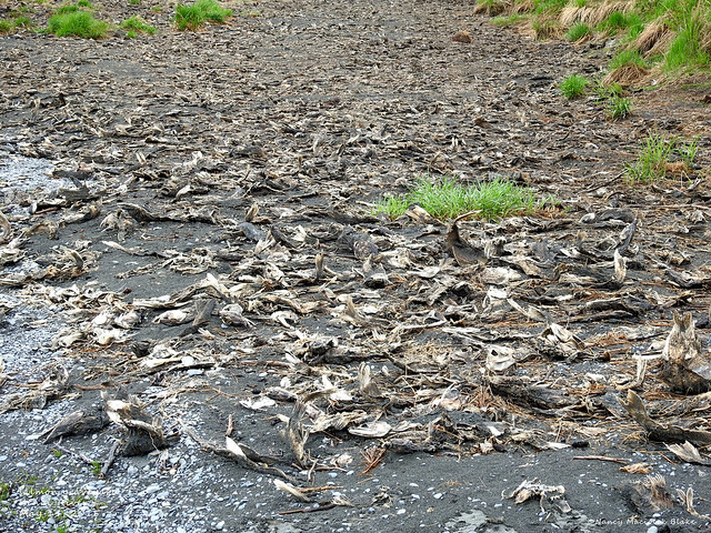 Salmon graveyard (3) on the Kenai River