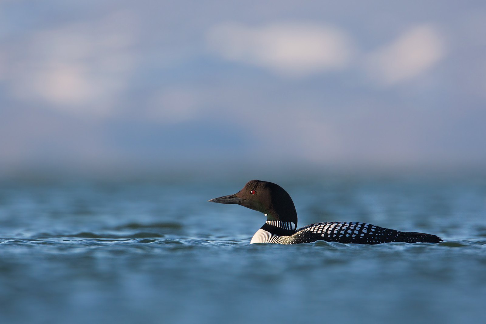 Gavia immer | Common Loon | svartnäbbad islom