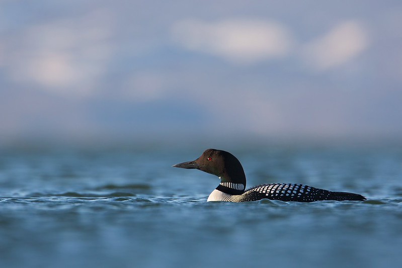 Gavia immer | Common Loon | svartnäbbad islom