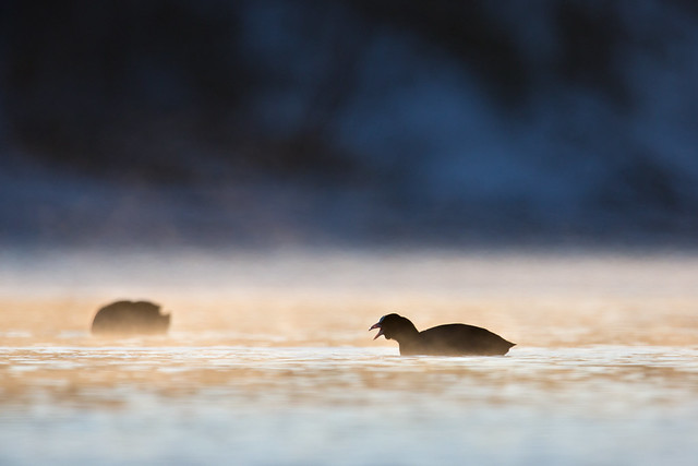 Fulica atra | Eurasian Coot | sothöna