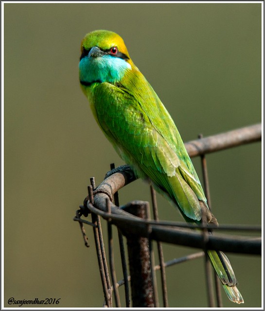 Green Bee Eater (Merops orientalis)