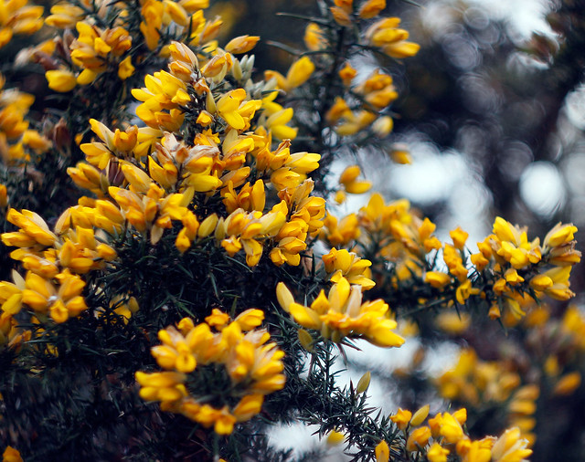 Blooming Gorse
