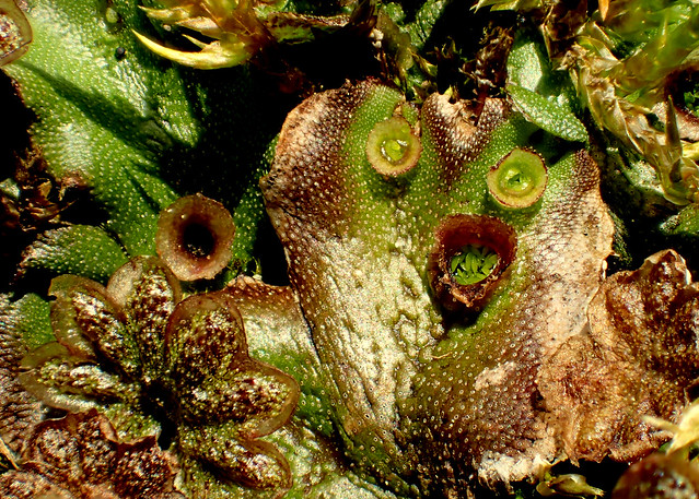 5 Umbrella Liverwort Gemmae and Male Fruiting Bodies Marchantia polymorpha