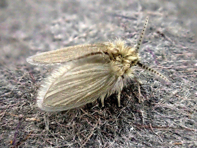 2.5mm Moth Fly 1
