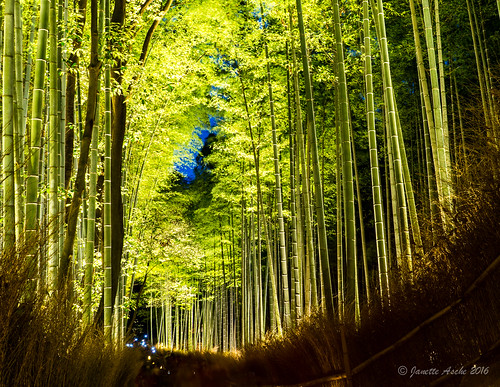 travel winter people japan night forest lights evening kyoto colours path bamboo arashiyama crowds 2015 tenryujitemple bamboopath