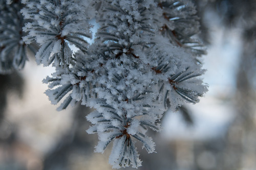 trees winter usa snow ice home southdakota hoarfrost sd evergreen needles siouxfalls