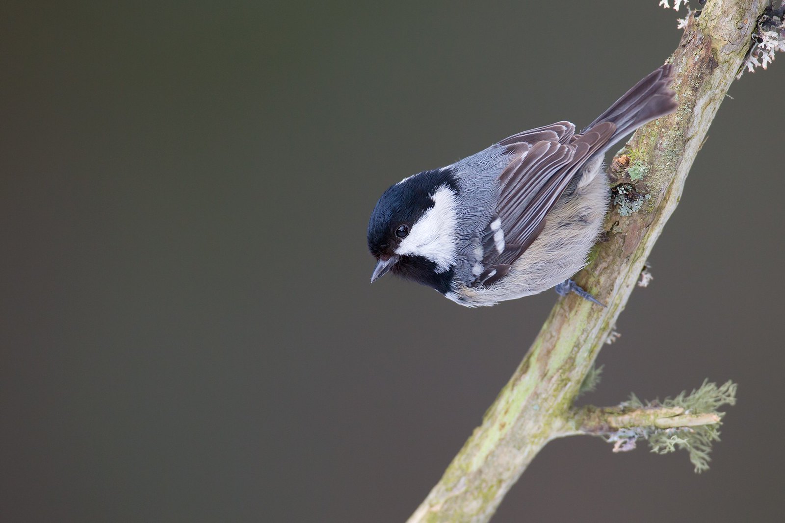 Periparus ater | Coal Tit | svartmes