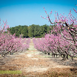 South Carolina is in Bloom with Peaches Soon to Follow 