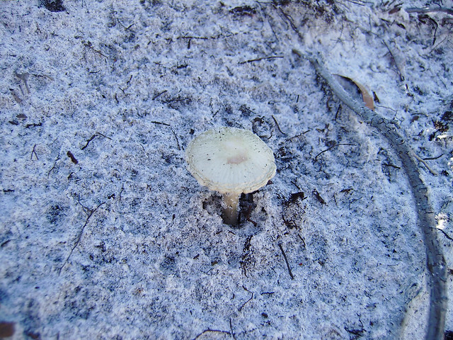 Mushroom growing out of white sand