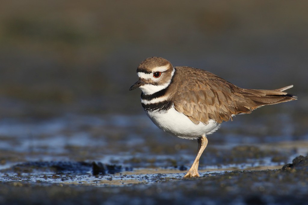 Charadrius vociferus | Killdeer | skrikstrandpipare