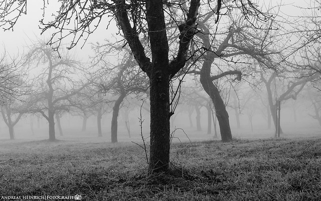 A misty November Morning in the Orchards 2.