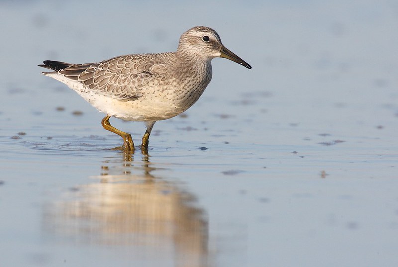 Calidris canutus | Red Knot | kustsnäppa
