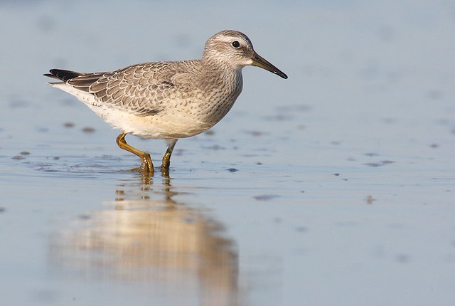 Calidris canutus | Red Knot | kustsnäppa