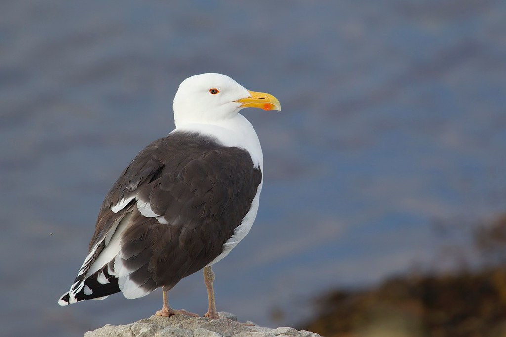 Larus marinus | Great Black-backed Gull | havstrut