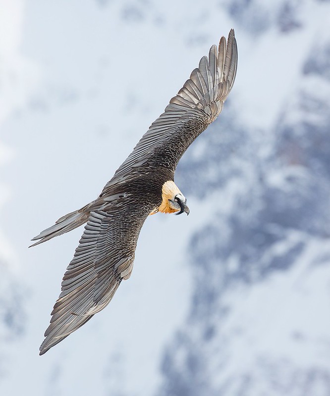 Gypaetus barbatus | Bearded Vulture | lammgam